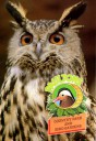 Paultons Park Zoo Guide 1984 - Eagle Owl